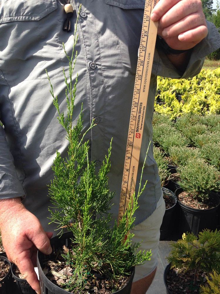 juniperus-virginiana-brodie-eastern-red-cedar
