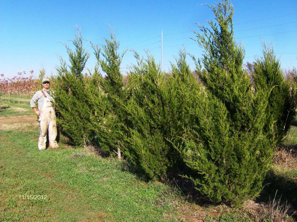 juniperus-virginiana-brodie-eastern-red-cedar