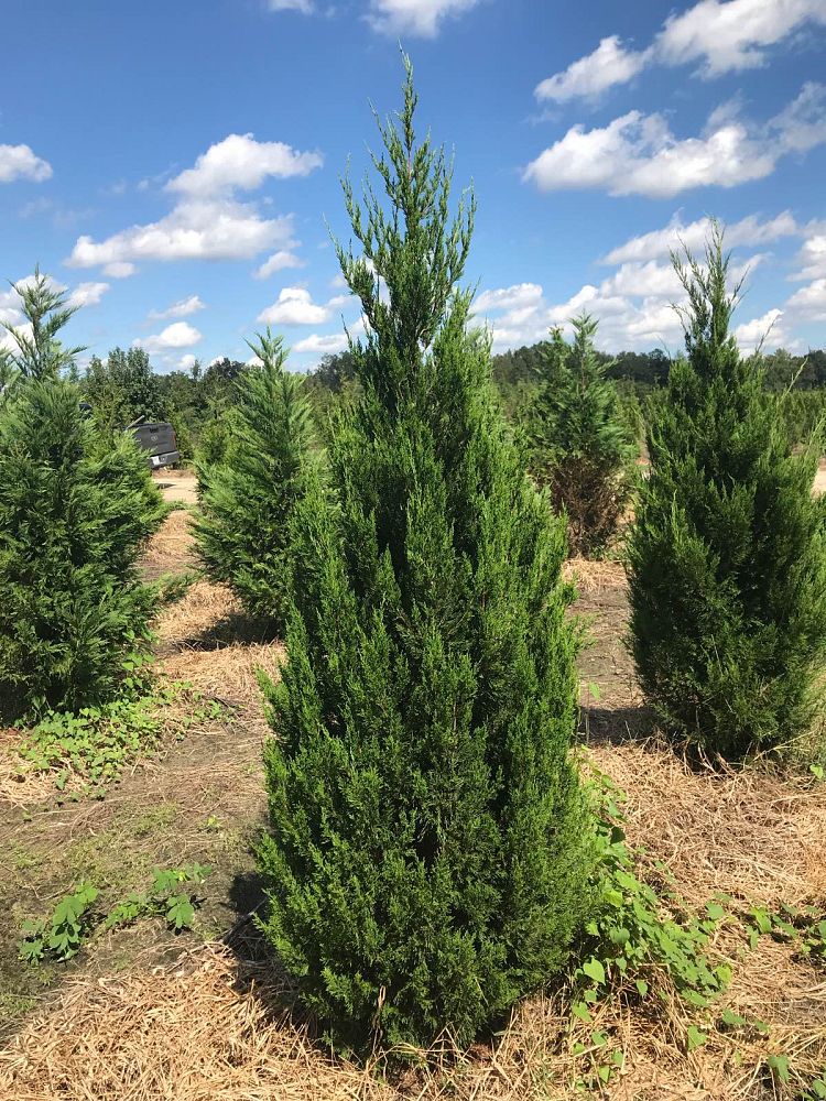 juniperus-virginiana-brodie-eastern-red-cedar
