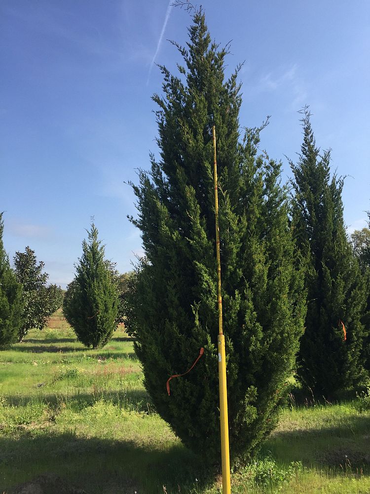 juniperus-virginiana-brodie-eastern-red-cedar