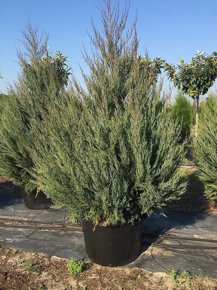 juniperus-virginiana-brodie-eastern-red-cedar