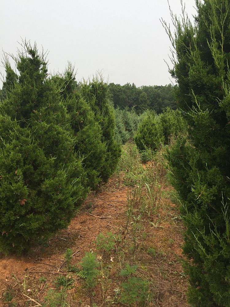 juniperus-virginiana-brodie-eastern-red-cedar