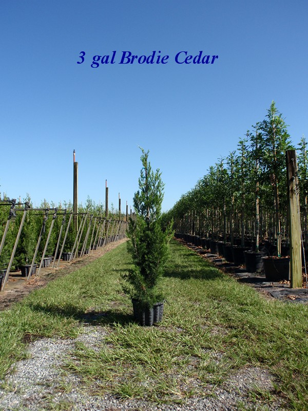 juniperus-virginiana-brodie-eastern-red-cedar