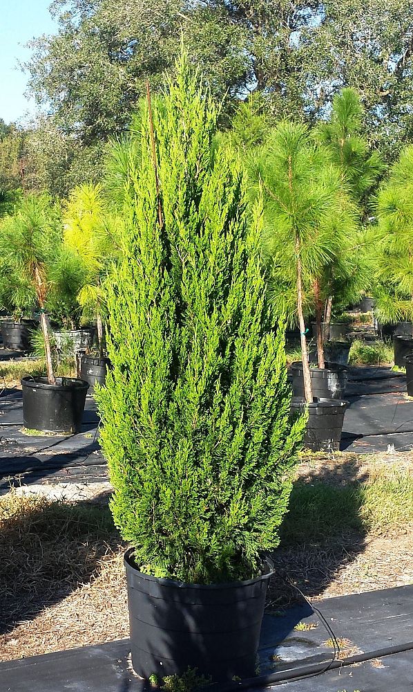 juniperus-virginiana-brodie-eastern-red-cedar