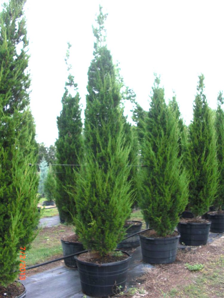 juniperus-virginiana-brodie-eastern-red-cedar