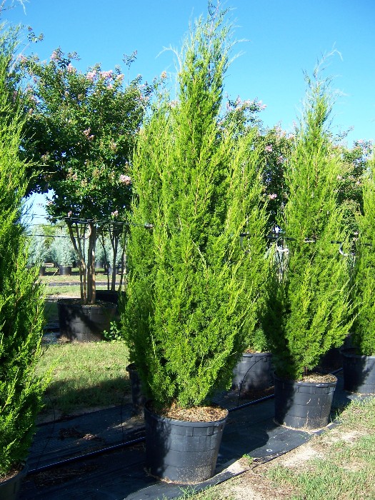 juniperus-virginiana-brodie-eastern-red-cedar