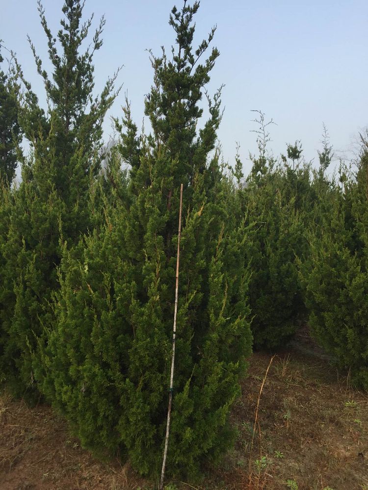 juniperus-virginiana-brodie-eastern-red-cedar