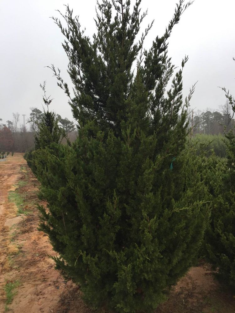 juniperus-virginiana-brodie-eastern-red-cedar