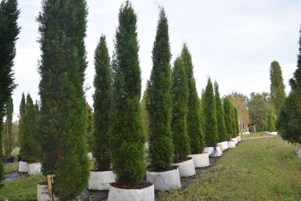 juniperus-virginiana-brodie-eastern-red-cedar