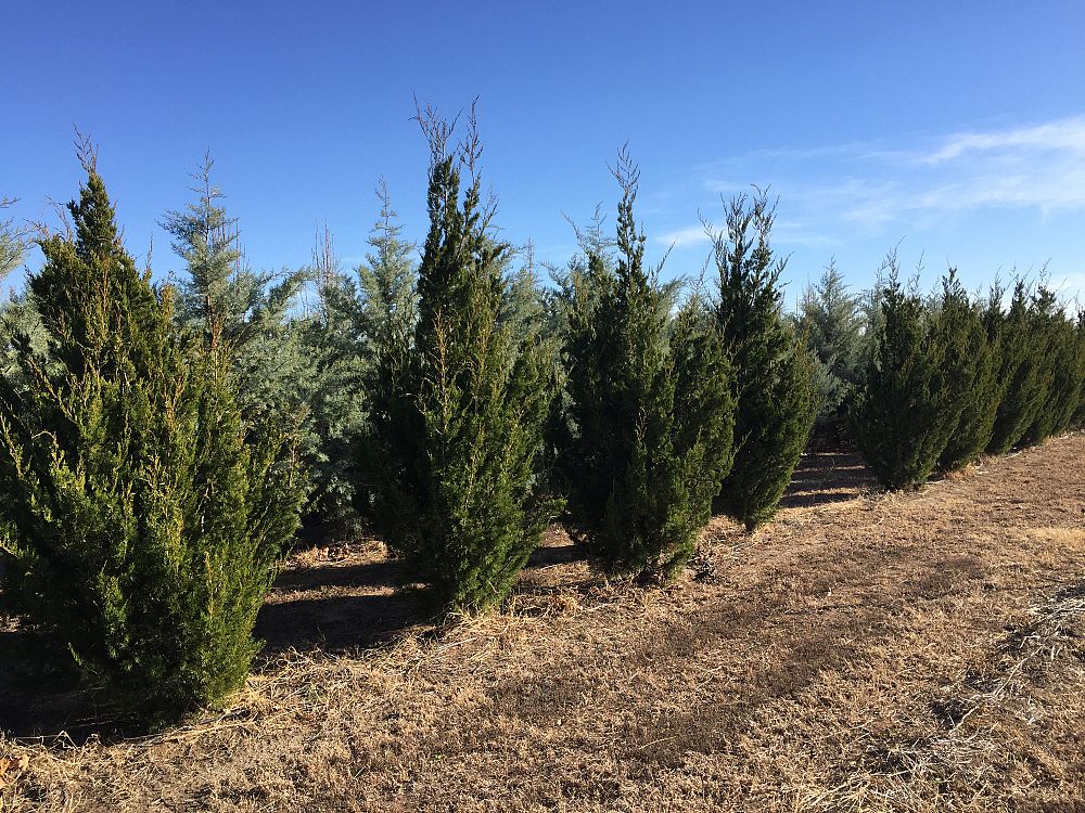 juniperus-virginiana-brodie-eastern-red-cedar