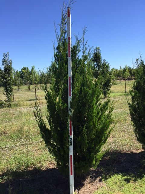 juniperus-virginiana-brodie-eastern-red-cedar