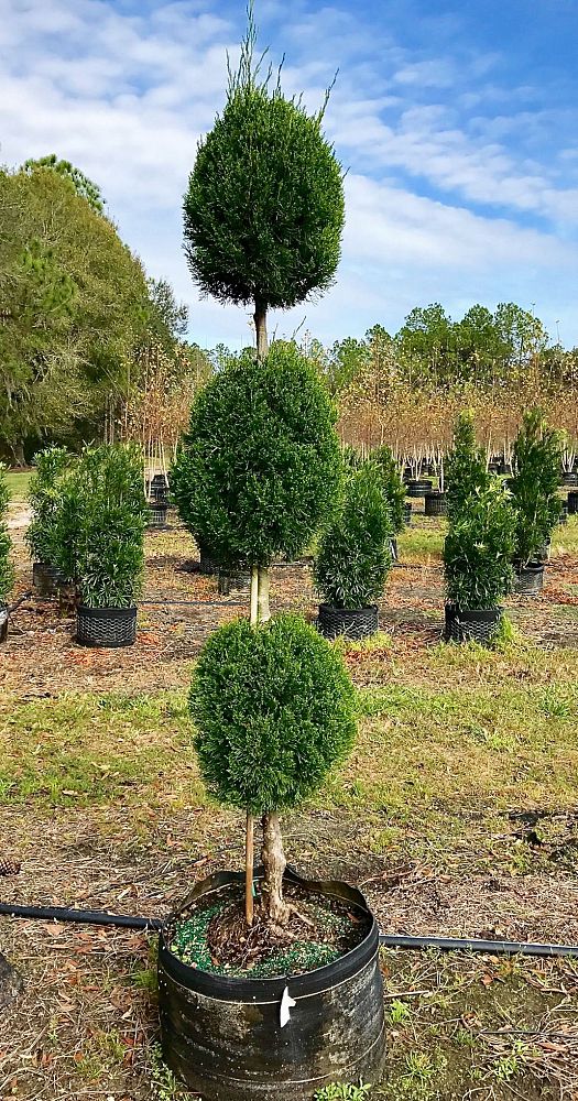 juniperus-virginiana-brodie-eastern-red-cedar