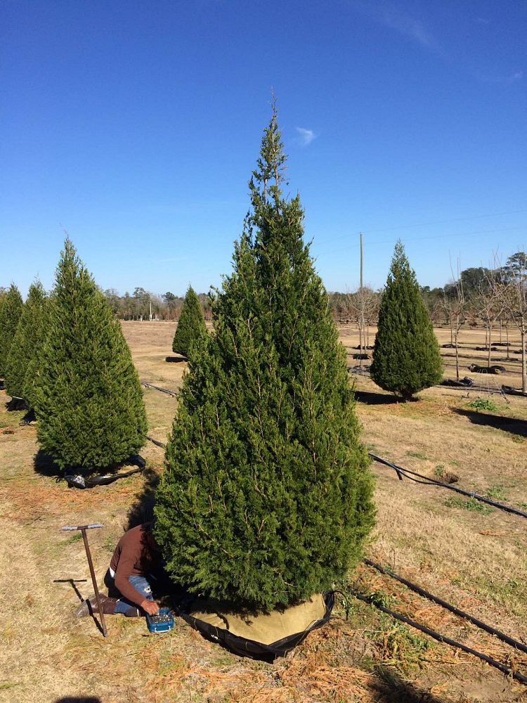 juniperus-virginiana-brodie-eastern-red-cedar