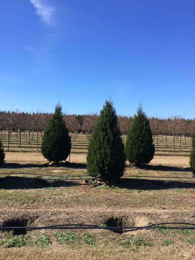 juniperus-virginiana-brodie-eastern-red-cedar