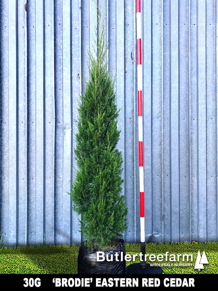juniperus-virginiana-brodie-eastern-red-cedar