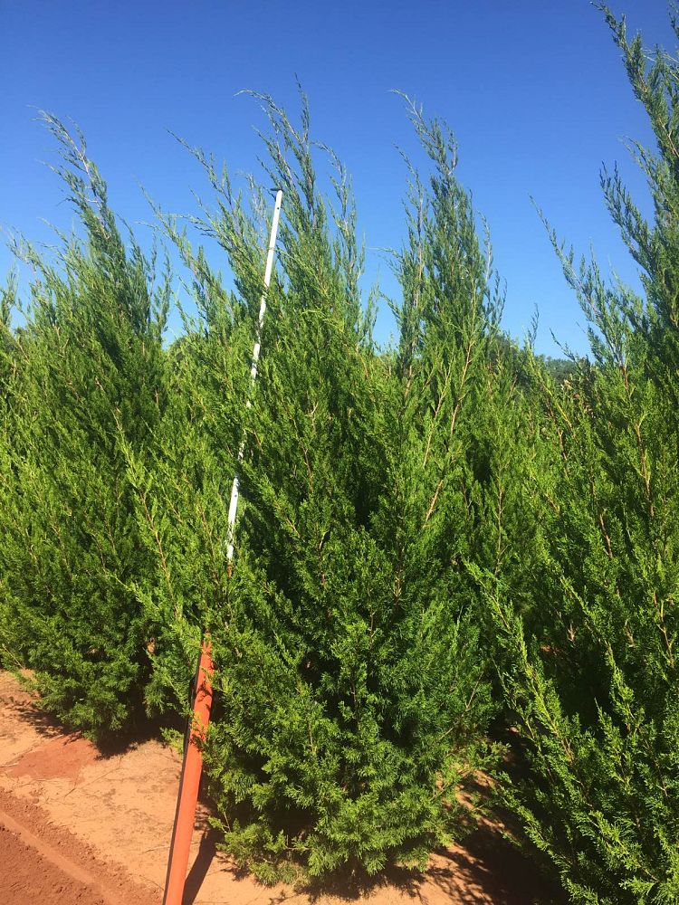 juniperus-virginiana-brodie-eastern-red-cedar