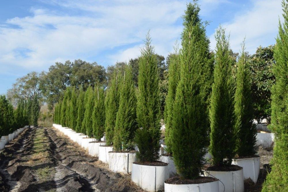 juniperus-virginiana-brodie-eastern-red-cedar