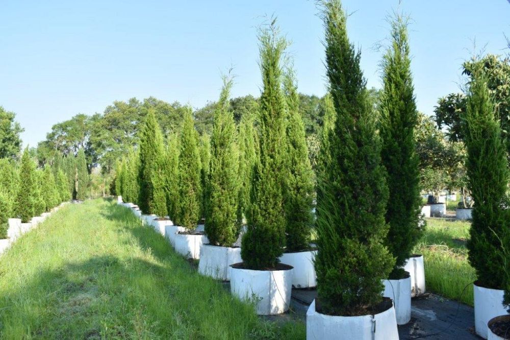 juniperus-virginiana-brodie-eastern-red-cedar