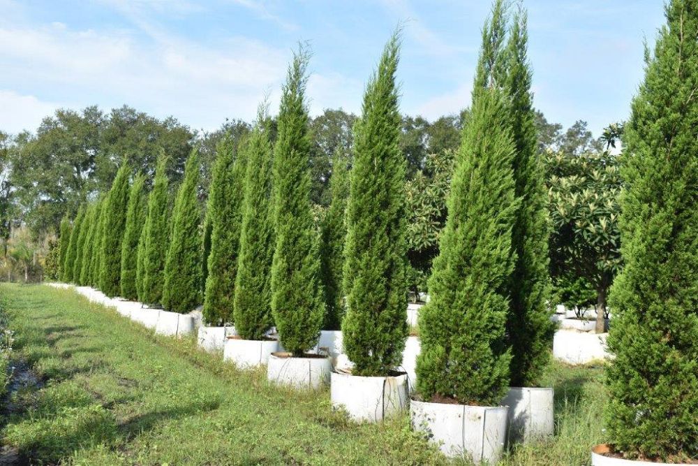 juniperus-virginiana-brodie-eastern-red-cedar