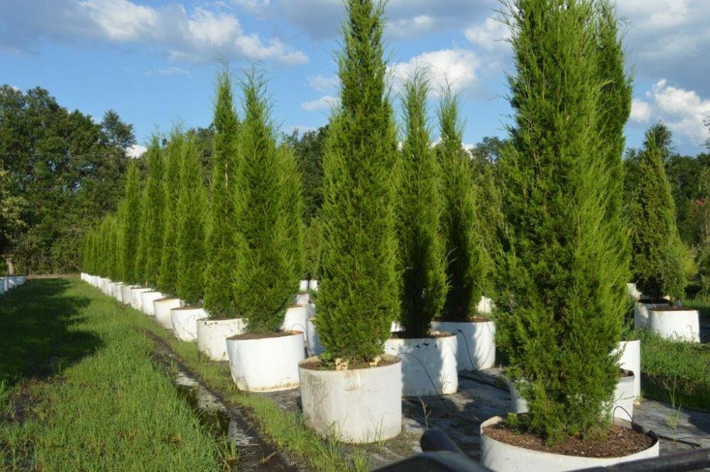 juniperus-virginiana-brodie-eastern-red-cedar