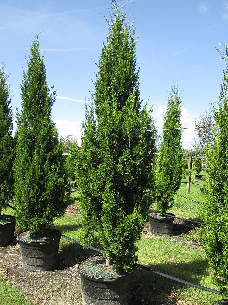 juniperus-virginiana-brodie-eastern-red-cedar