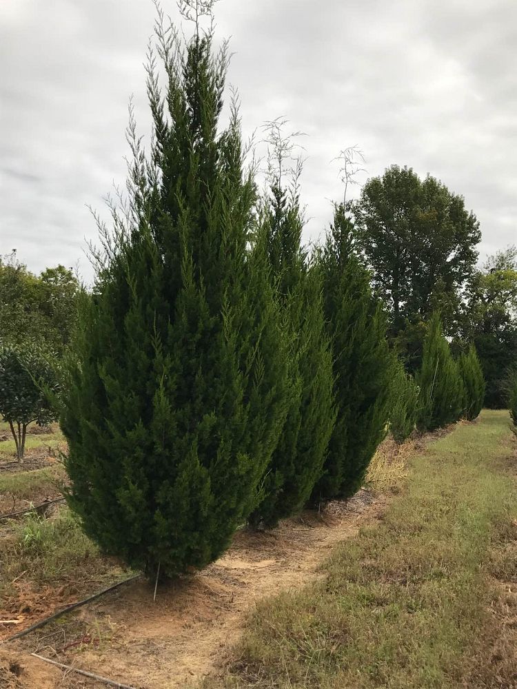juniperus-virginiana-brodie-eastern-red-cedar