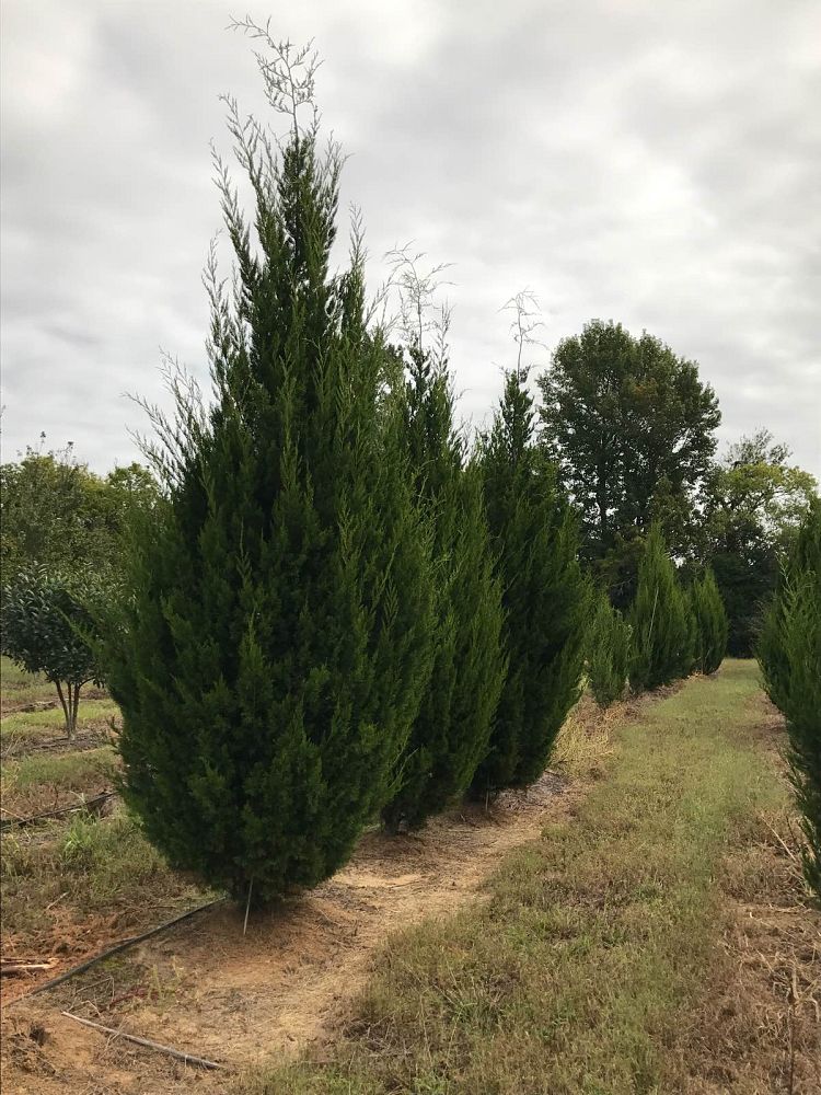 juniperus-virginiana-brodie-eastern-red-cedar
