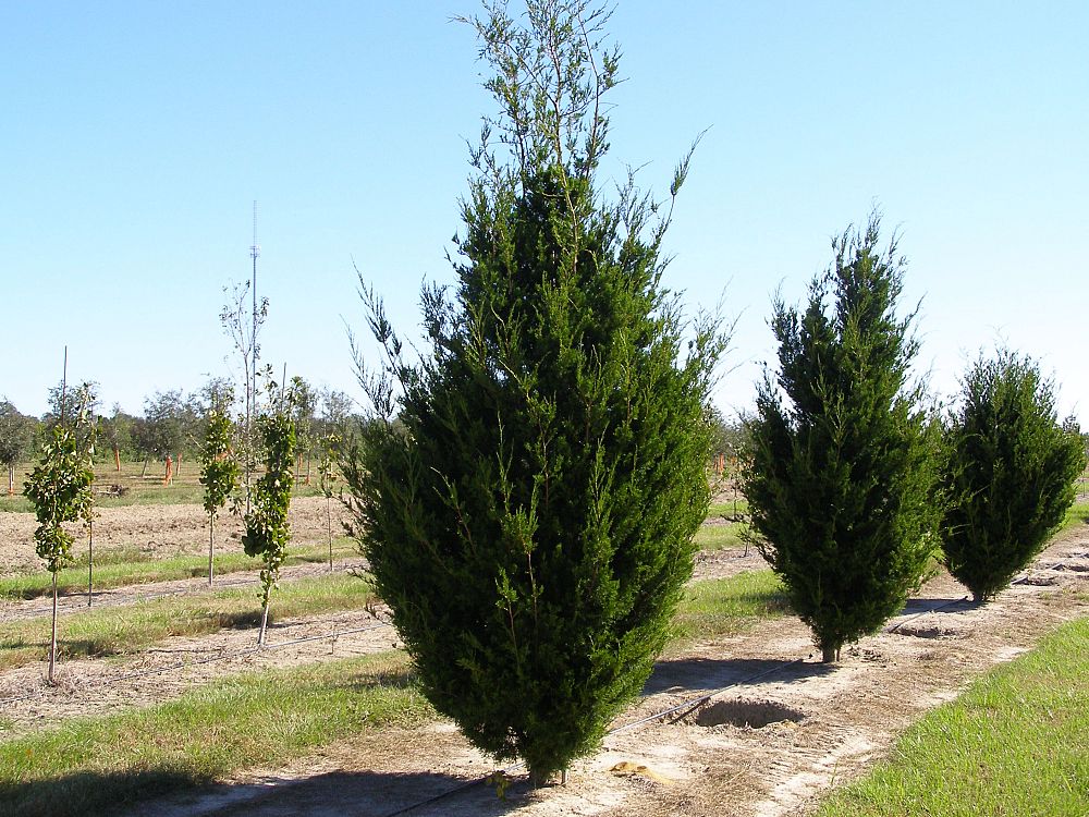 juniperus-virginiana-brodie-eastern-red-cedar