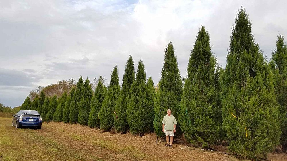 juniperus-virginiana-brodie-eastern-red-cedar