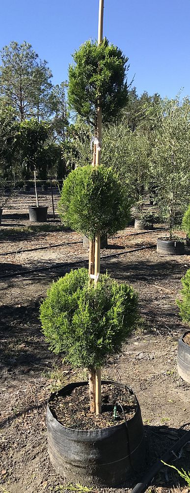 juniperus-virginiana-brodie-eastern-red-cedar
