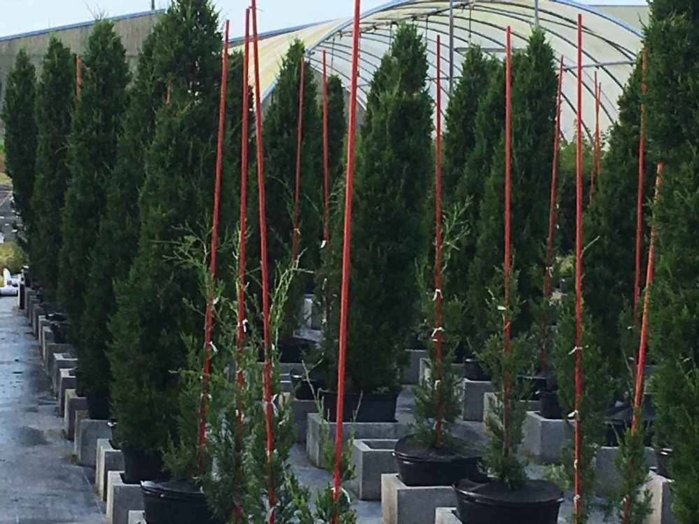 juniperus-virginiana-brodie-eastern-red-cedar