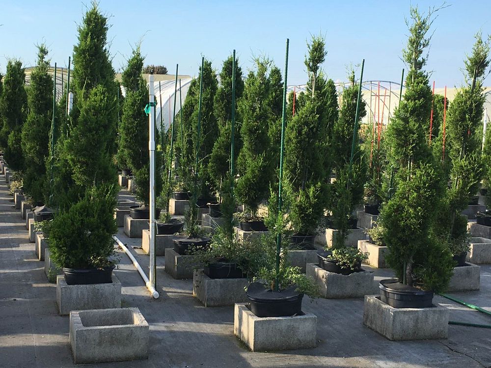 juniperus-virginiana-brodie-eastern-red-cedar
