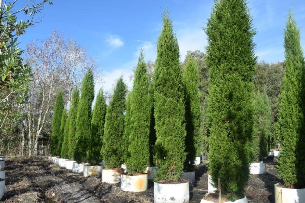 juniperus-virginiana-brodie-eastern-red-cedar