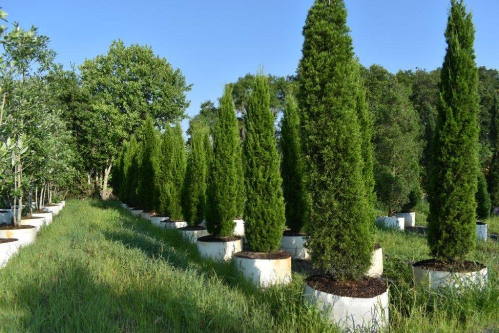 juniperus-virginiana-brodie-eastern-red-cedar