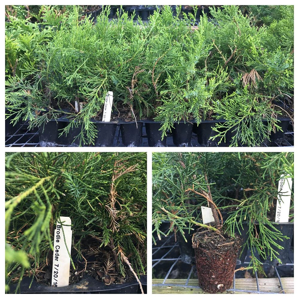 juniperus-virginiana-brodie-eastern-red-cedar