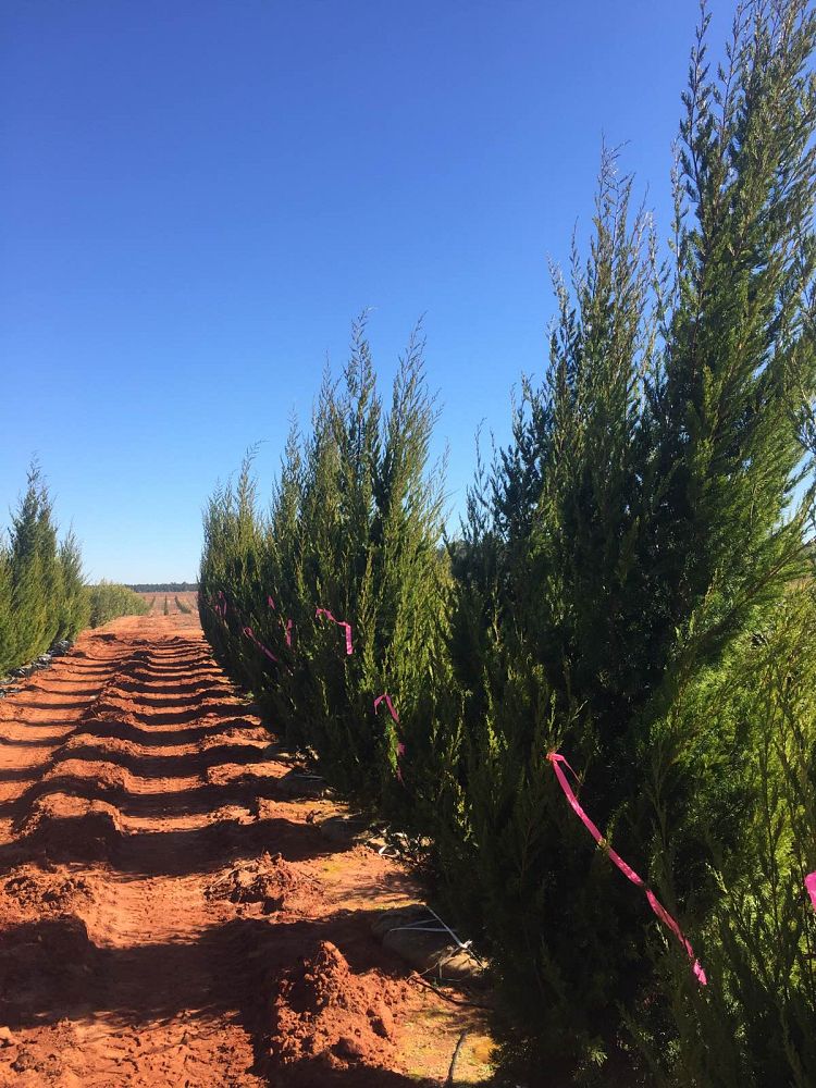 juniperus-virginiana-brodie-eastern-red-cedar