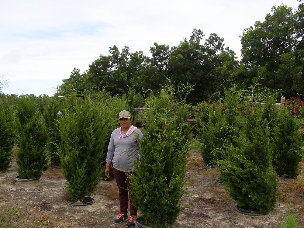juniperus-virginiana-brodie-eastern-red-cedar