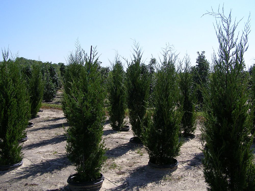 juniperus-virginiana-brodie-eastern-red-cedar
