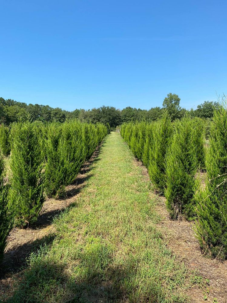 juniperus-virginiana-brodie-eastern-red-cedar