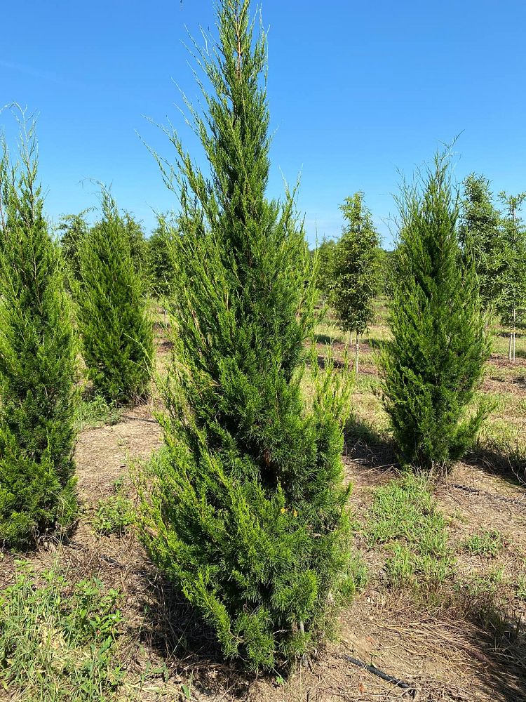 juniperus-virginiana-brodie-eastern-red-cedar