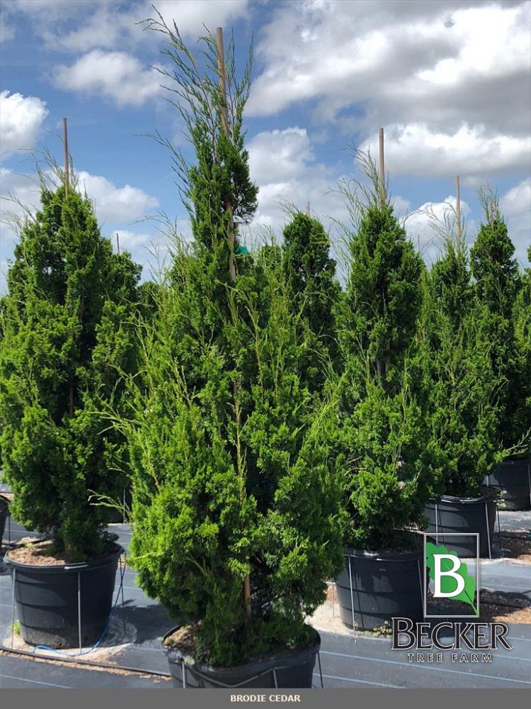 juniperus-virginiana-brodie-eastern-red-cedar