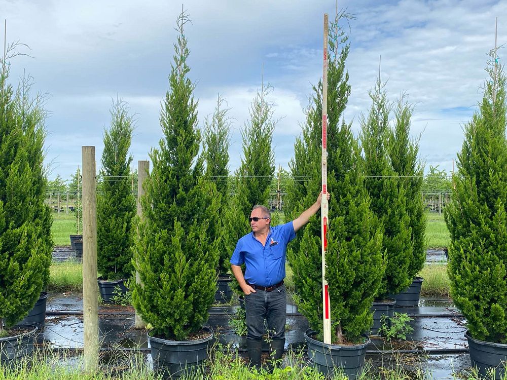 juniperus-virginiana-brodie-eastern-red-cedar