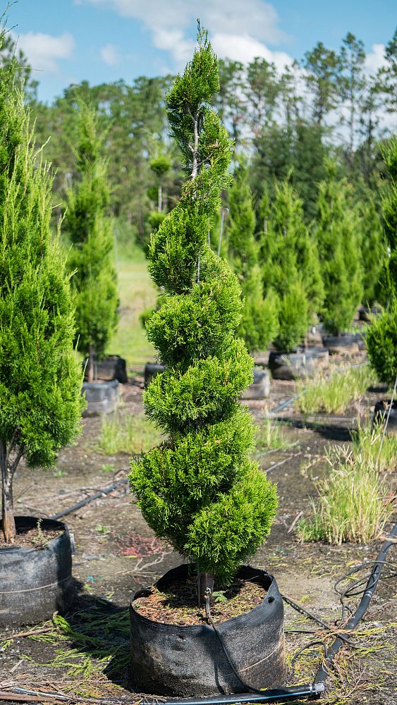juniperus-virginiana-brodie-eastern-red-cedar