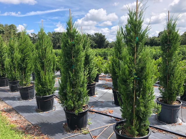 juniperus-virginiana-brodie-eastern-red-cedar