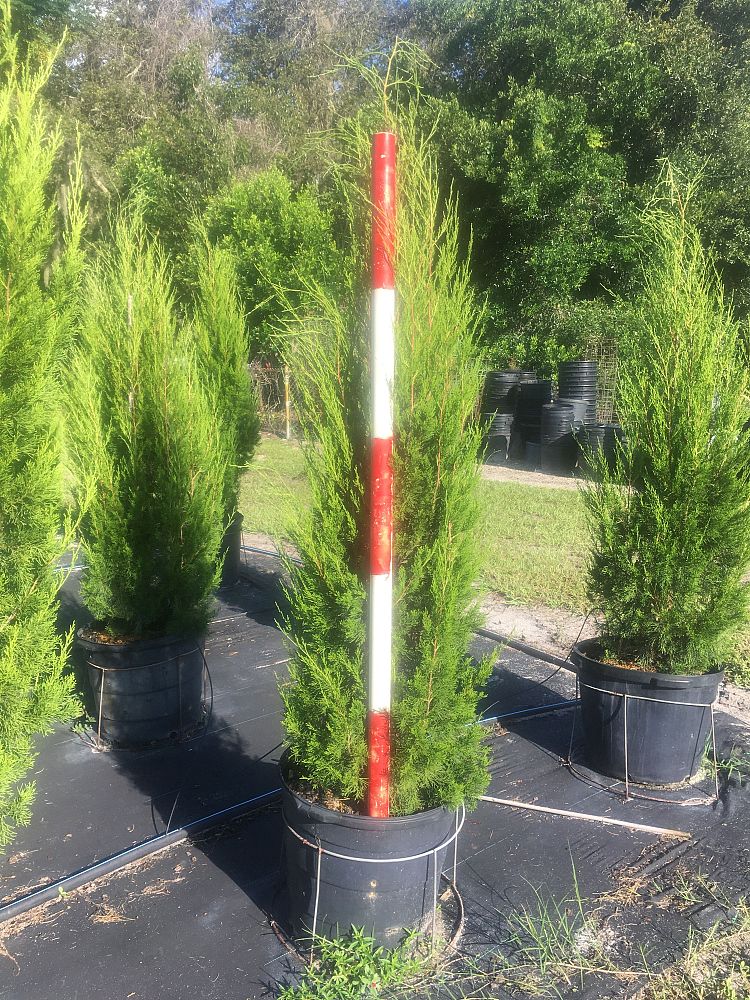 juniperus-virginiana-brodie-eastern-red-cedar