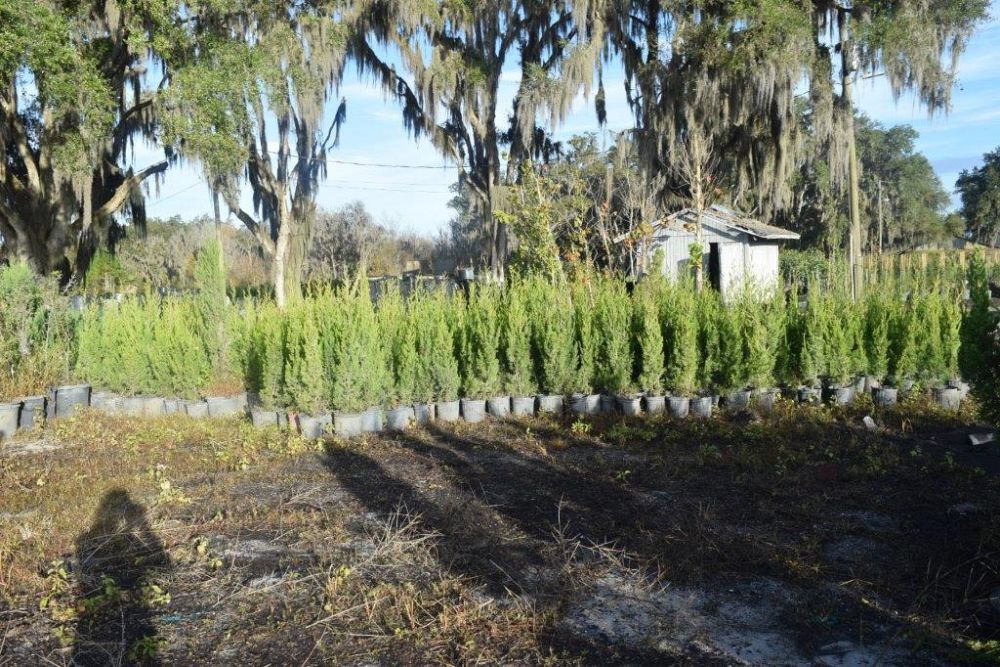 juniperus-virginiana-brodie-eastern-red-cedar