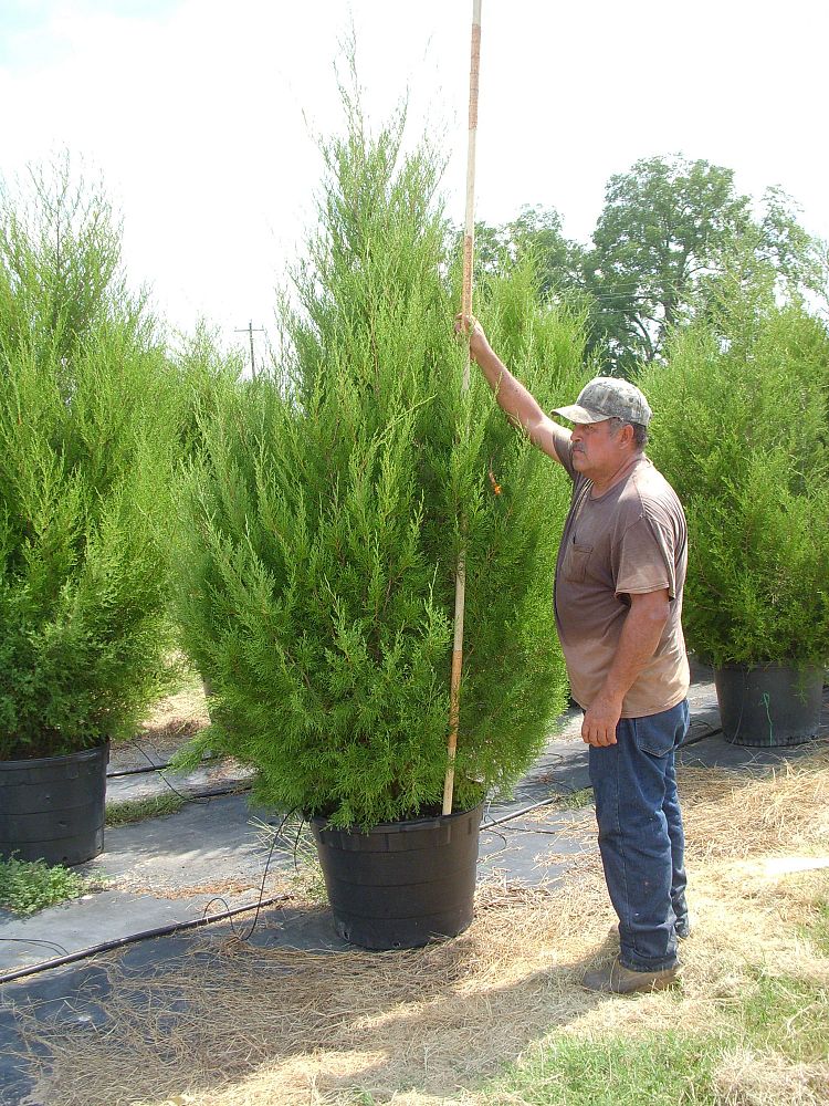 juniperus-virginiana-brodie-eastern-red-cedar