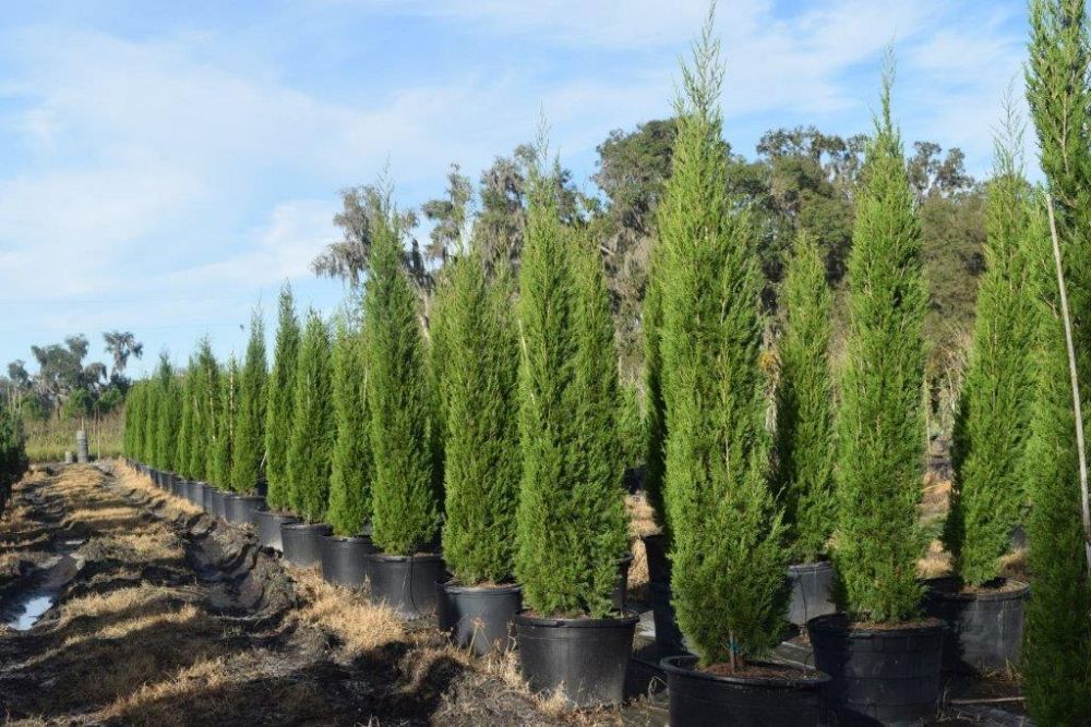juniperus-virginiana-brodie-eastern-red-cedar