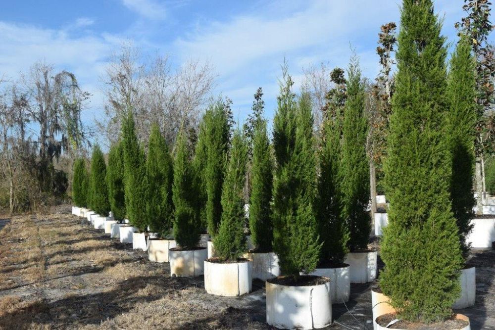 juniperus-virginiana-brodie-eastern-red-cedar
