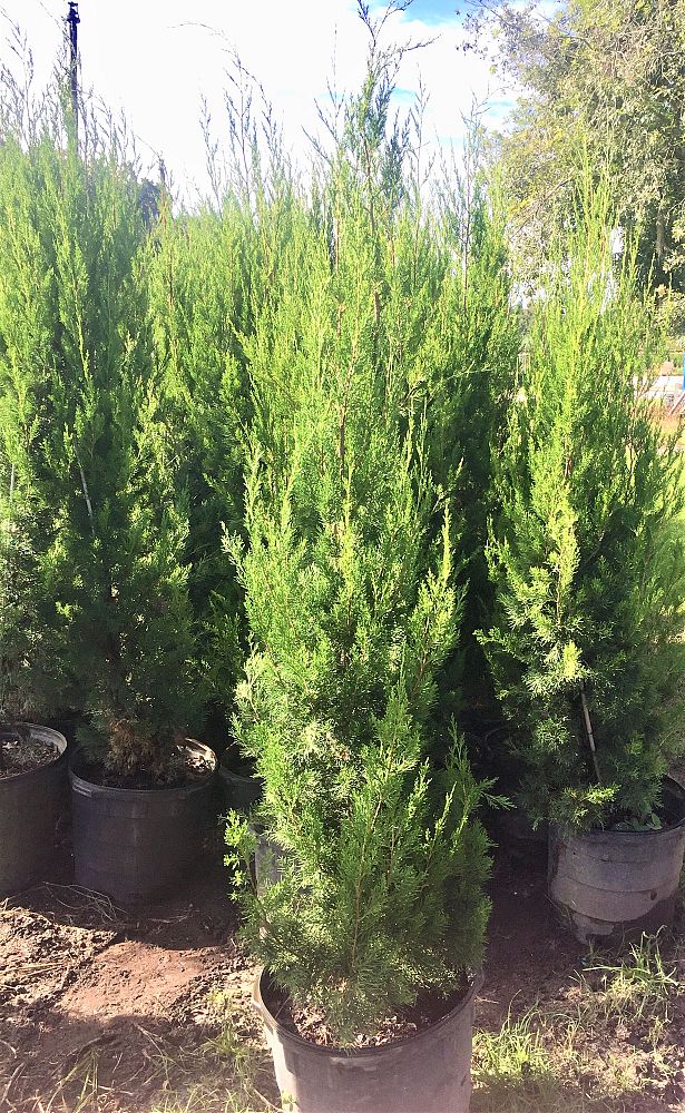 juniperus-virginiana-brodie-eastern-red-cedar